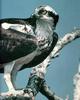 Osprey (Pandion haliaetus)