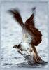 Osprey hunting (Pandion haliaetus)