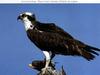 Osprey (Pandion haliaetus)