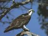 Osprey (Pandion haliaetus)