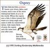 Osprey (Pandion haliaetus)