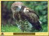 Short-toed Snake-Eagle (Circaetus gallicus)