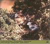 Short-toed Snake-Eagle and chick on nest (Circaetus gallicus)