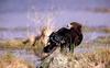 Greater Spotted Eagle (Aquila clanga)