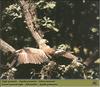 Lesser Spotted Eagle (Aquila pomarina)