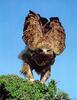 Tawny Eagle (Aquila rapax)