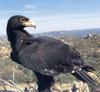 Verreaux's Eagle (Aquila verreauxii)