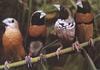 Finches (Fringillidae)