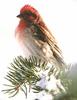 Finches (Fringillidae)