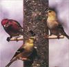 Finches (Fringillidae)