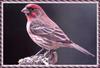 Finch (Fringillidae)