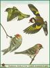 Finches (Fringillidae)