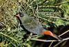 Beautiful Firetail (Stagonopleura bella)