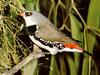 Diamond Firetail (Stagonopleura guttata)