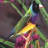 Gouldian Finch (Chloebia gouldiae)