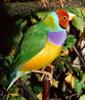 Gouldian Finch (Chloebia gouldiae)