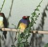 Gouldian Finch (Chloebia gouldiae)