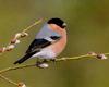 Eurasian Bullfinch (Pyrrhula pyrrhula)