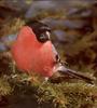 Eurasian Bullfinch (Pyrrhula pyrrhula)