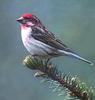 Cassin's Finch (Carpodacus cassinii)