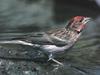 Cassin's Finch (Carpodacus cassinii)