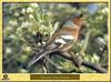 Chaffinch (Fringilla coelebs)