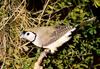 Double-barred Finch (Taeniopygia bichenovii)