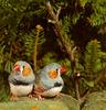 Zebra Finch (Taeniopygia guttata)