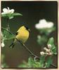 American Goldfinch (Carduelis tristis)