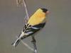 American Goldfinch (Carduelis tristis)