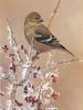 American Goldfinch (Carduelis tristis)