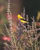 American Goldfinch (Carduelis tristis)