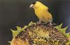 American Goldfinch (Carduelis tristis)