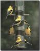 American Goldfinch (Carduelis tristis)