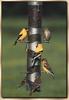 American Goldfinch (Carduelis tristis)