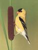 American Goldfinch (Carduelis tristis)