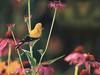 American Goldfinch (Carduelis tristis)