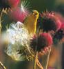 American Goldfinch (Carduelis tristis)