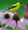 American Goldfinch (Carduelis tristis)