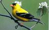 American Goldfinch (Carduelis tristis)