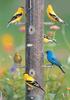 American Goldfinch (Carduelis tristis)