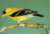 American Goldfinch (Carduelis tristis)