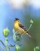 American Goldfinch (Carduelis tristis)