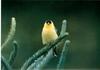 American Goldfinch (Carduelis tristis)