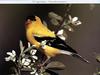 American Goldfinch (Carduelis tristis)