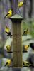 American Goldfinch (Carduelis tristis)