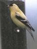 American Goldfinch (Carduelis tristis)