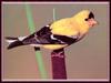 American Goldfinch (Carduelis tristis)