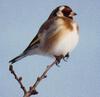 European Goldfinch (Carduelis carduelis)