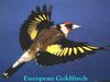 European Goldfinch (Carduelis carduelis)